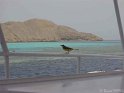 030502_Zabargad - Oiseau - Dsc01403~